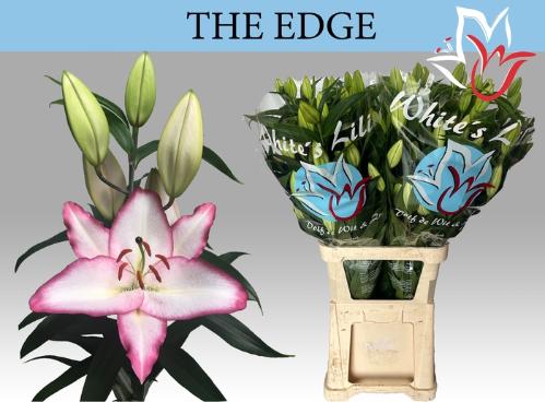 Lilium Oriental Grp 'The Edge'