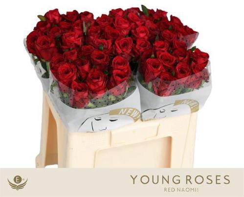 Rosa grootbloemig Red Naomi!