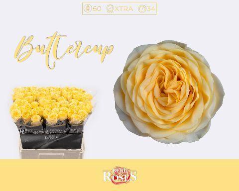 Rosa grootbloemig Buttercup