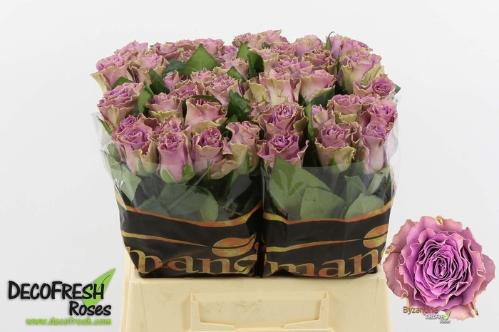 Rosa grootbloemig Byzantine+