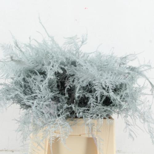 Asparagus overig kleurbehandeld H%