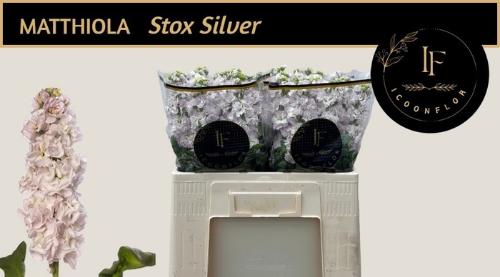 Matthiola incana StoX Silver