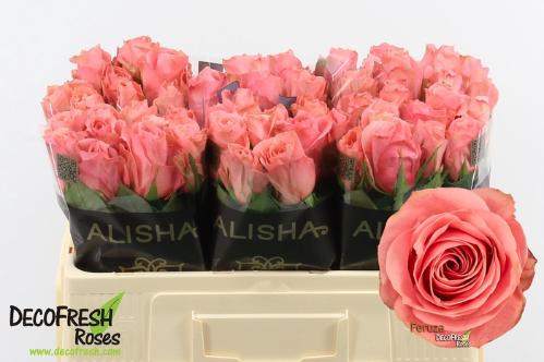 Rosa grootbloemig Feruza@
