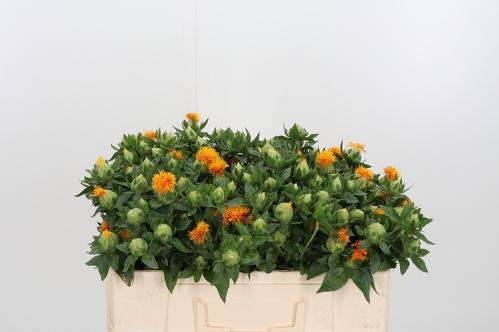 Carthamus tinctorius overig