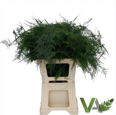 Asparagus setaceus overig