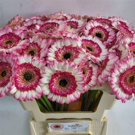 Gerbera mini Happy Hour