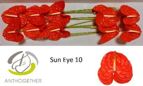 Anthurium (Andreanum Grp) Sun Eye