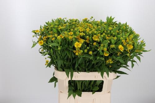 Helenium 'Kanaria'