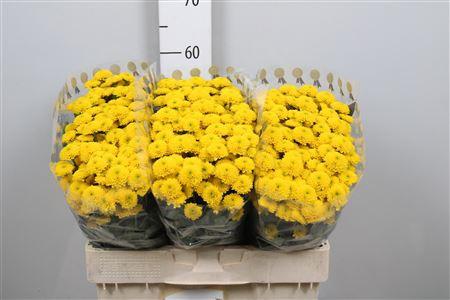Chrysanthemum Indicum Grp tros santini Aurinko