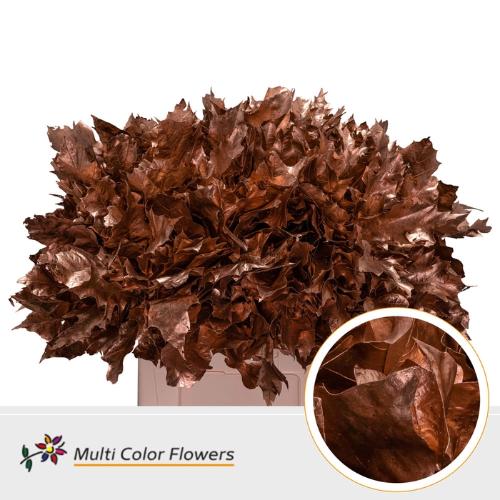 Quercus rubra kleurbehandeld H%