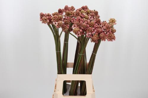 Ornithogalum saundersiae kleurbehandeld H%