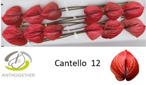 Anthurium (Andreanum Grp) Cantello