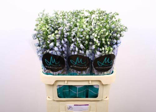 Delphinium Elatum Grp dubbelbloemig 'Guardian Lavender'