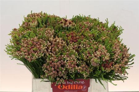 Brunia alopecuroides (rood)