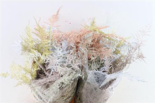 Asparagus overig kleurbehandeld H%