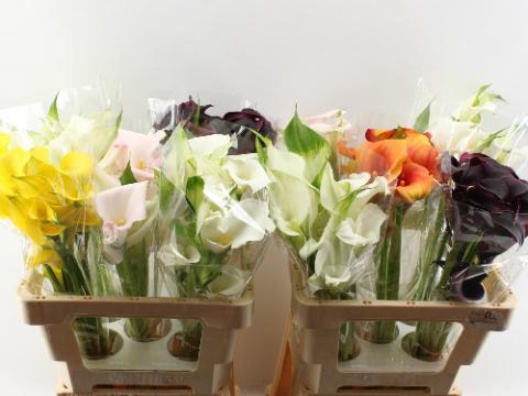 Zantedeschia overig gemengd