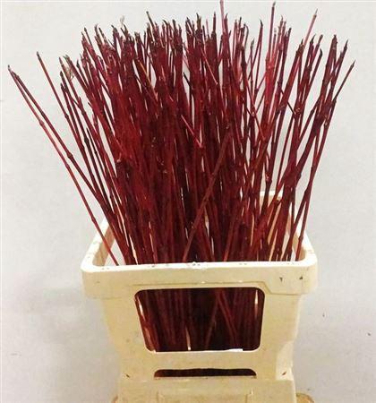 Cornus alba 'Sibirica'