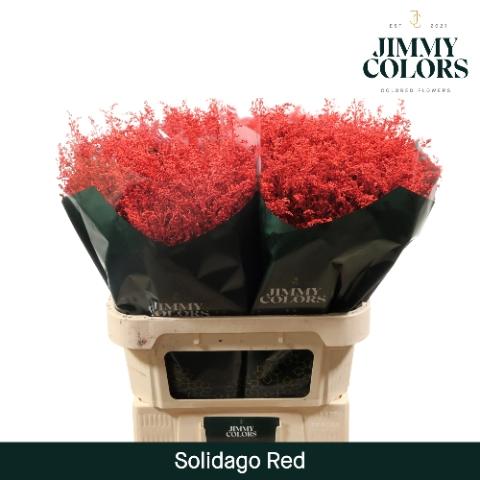 Solidago kleurbehandeld H%