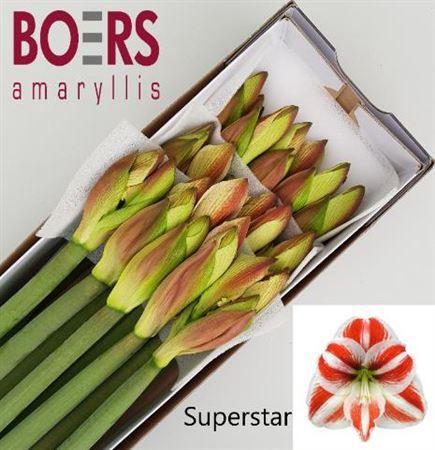 Hippeastrum Galaxy Grp 'Superstar'