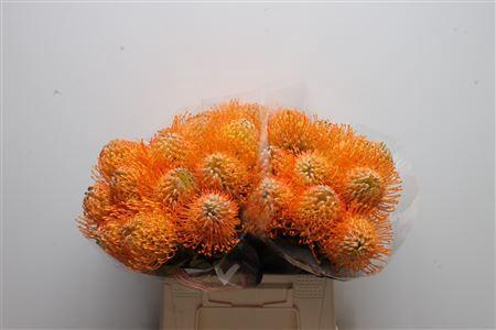 Leucospermum 'Jelena'