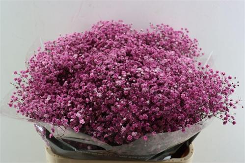 Gypsophila overig kleurbehandeld H%