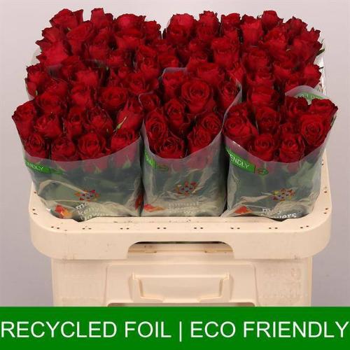 Rosa grootbloemig Madam Red