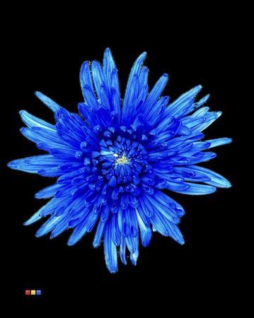 Chrysanthemum (Indicum Grp) geplozen Topspin kleurbehandeld H%