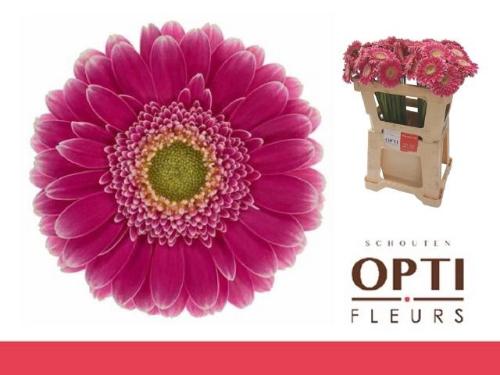 Gerbera mini Wonderwall