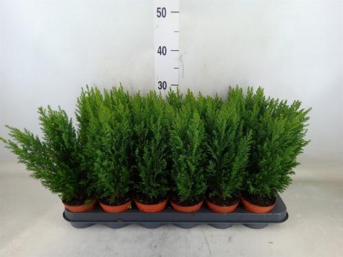 Chamaecyparis lawsoniana 'Ellwoodii'