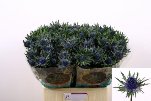 Eryngium Aquarius Questar