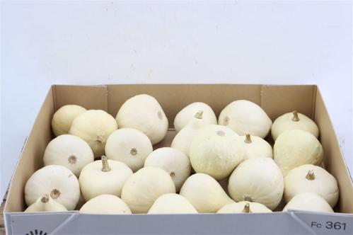 Cucurbita overig