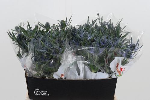 Eryngium Magical Blue Lagoon