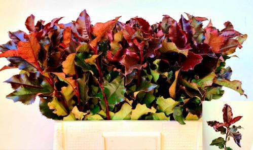 Photinia Magical Volcano