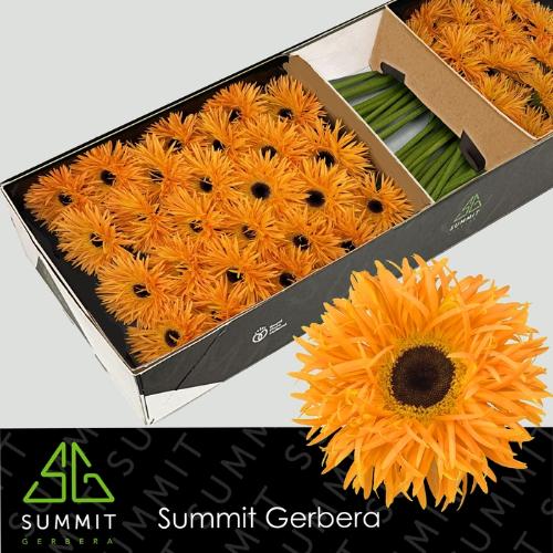 Gerbera grootbloemig spinvormig Spider Bambu