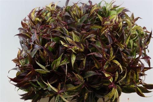 Leucothoe walteri 'Rainbow'