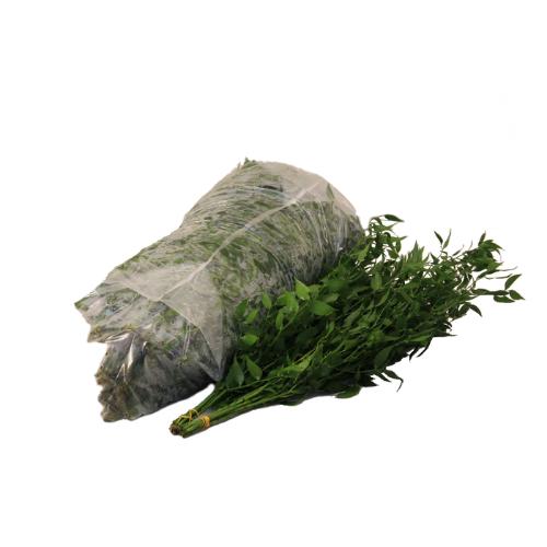 Ruscus aculeatus (klein blad)
