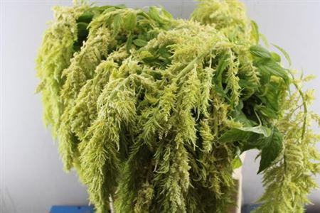 Amaranthus overig