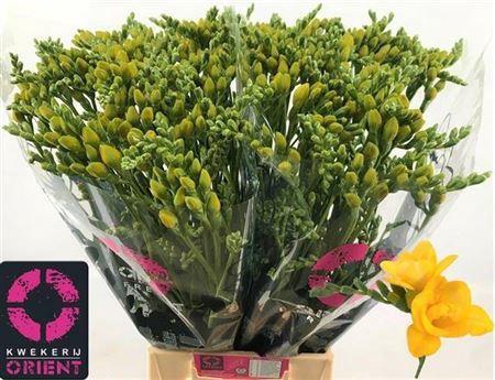 Freesia dubbelbloemig Soleil