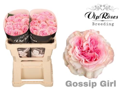 Rosa grootbloemig Gossip Girl