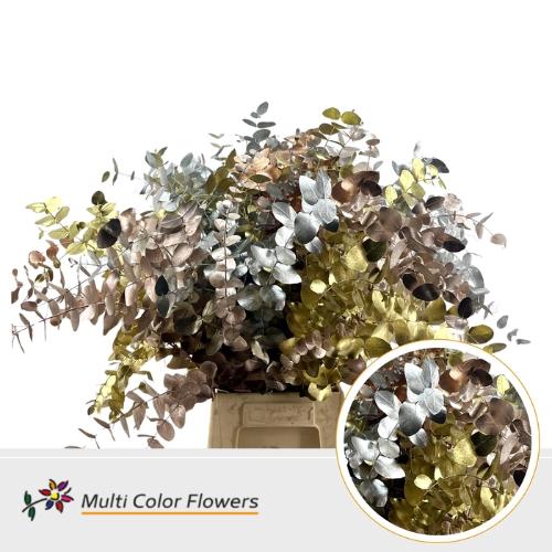 Eucalyptus cinerea kleurbehandeld per bos H%