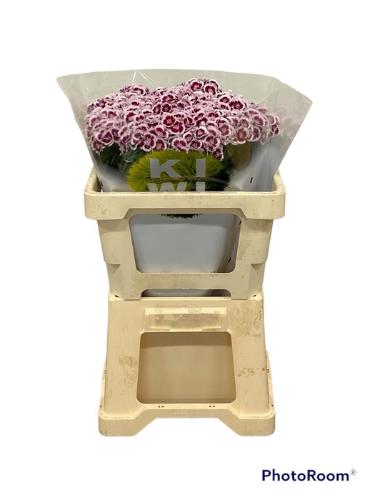 Dianthus barbatus Kiwi Polka Maroon