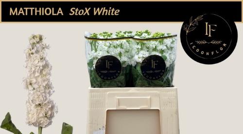 Matthiola incana StoX White