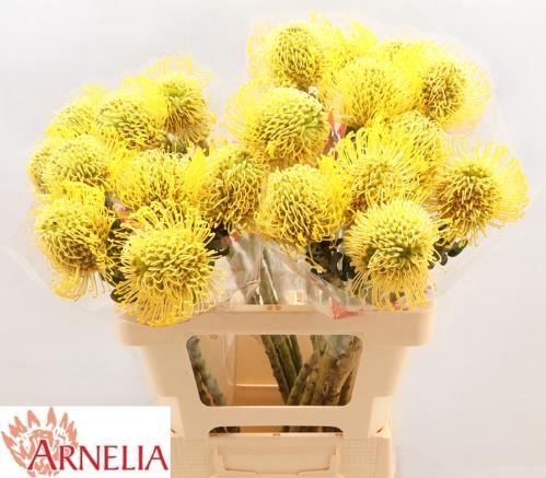 Leucospermum nutans 'High Gold'