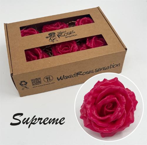 Rosa grootbloemig gewaxt H%