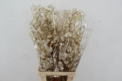 Lunaria annua (groene penning)