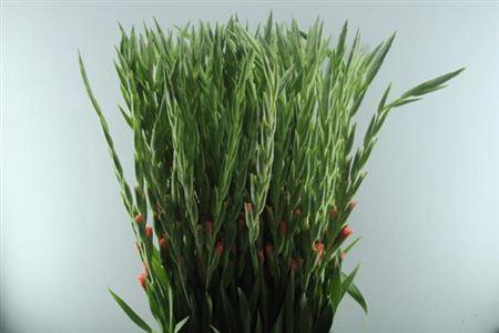 Gladiolus grootbloemig 'Karma'