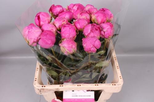 Paeonia Lactiflora Grp 'Glory Hallelujah'