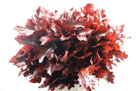 Quercus rubra kleurbehandeld H%