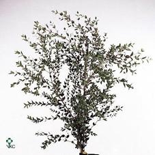 Eucalyptus per bos parvifolia