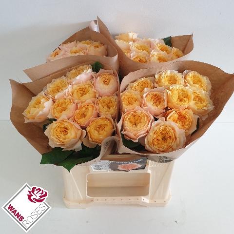 Rosa grootbloemig 'Golden Vuvuzela'